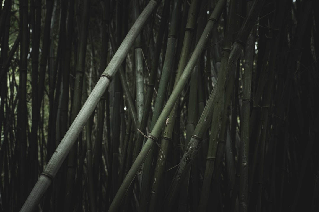 Photo bamboo pendant light